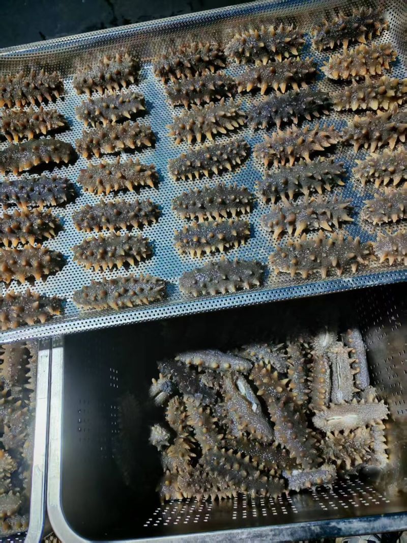 辽宁丹东即食海参大量批发，快递包邮。