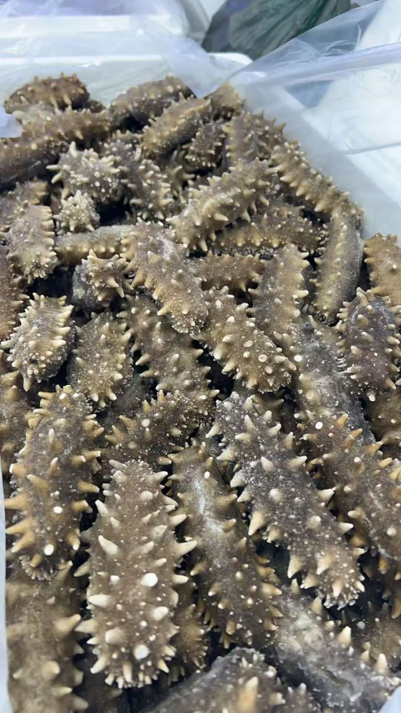 辽宁丹东即食海参大量批发，快递包邮。
