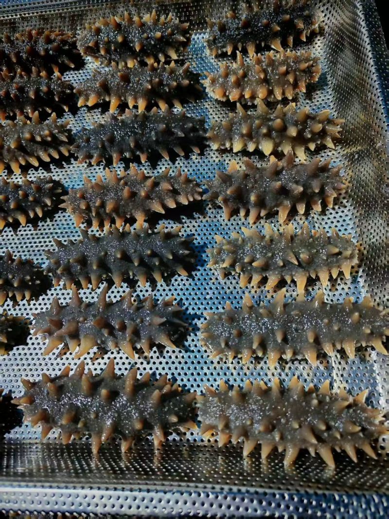 辽宁丹东即食海参大量批发，快递包邮。