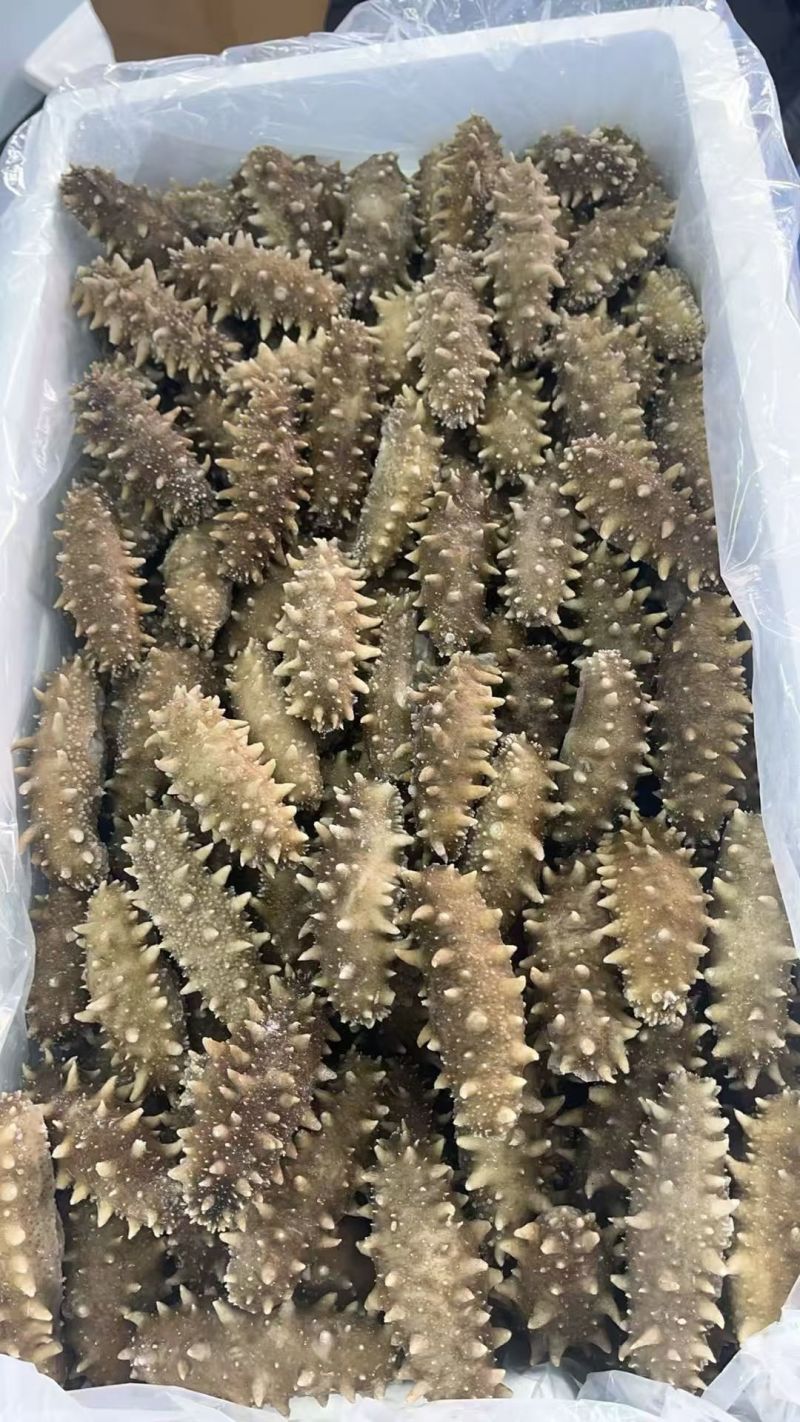 辽宁丹东即食海参大量批发，快递包邮。