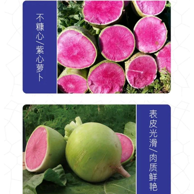 德高冰糖心红心萝卜种子杂交满堂红水果萝卜青皮红肉脆甜多汁