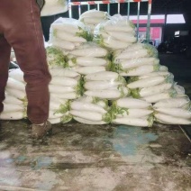 精品白萝卜可供市场食堂商超需要的联系我