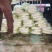 精品白萝卜可供市场食堂商超需要的联系我