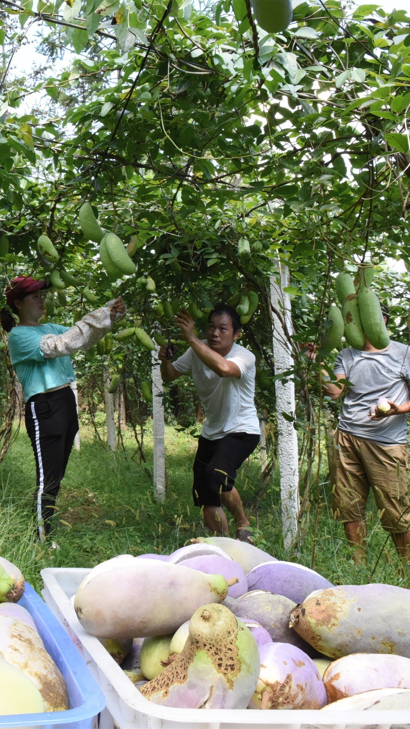 果园棚架/护栏水泥柱，、水泥立柱、水泥杆、水泥桩支持定制