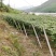果园棚架/护栏水泥柱，、水泥立柱、水泥杆、水泥桩支持定制