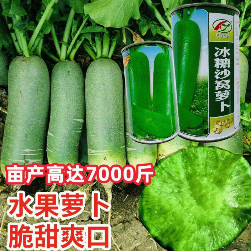 一代杂交青皮青肉水果萝卜种子脆甜多汁长萝卜种子沙窝萝卜