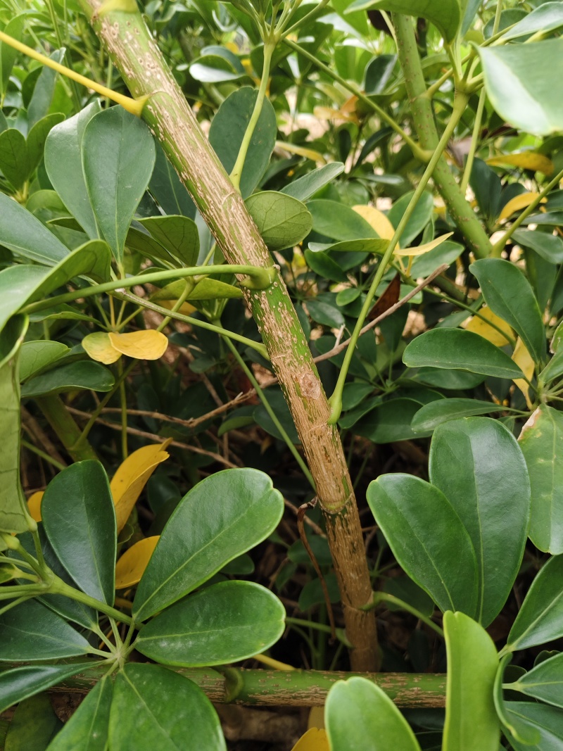 鸭脚木老桩可挂吉祥物做造型多样花场发货