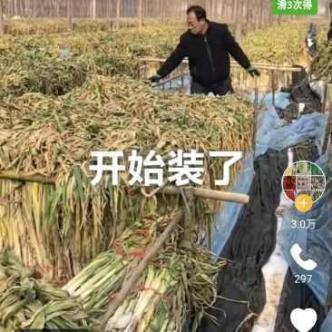 河北廊坊产区优质，大葱，老农大笨葱大量出货中按需打捆