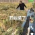 河北廊坊产区优质，大葱，老农大笨葱大量出货中按需打捆