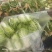需要娃娃菜的看过来