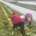 需要娃娃菜的看过来