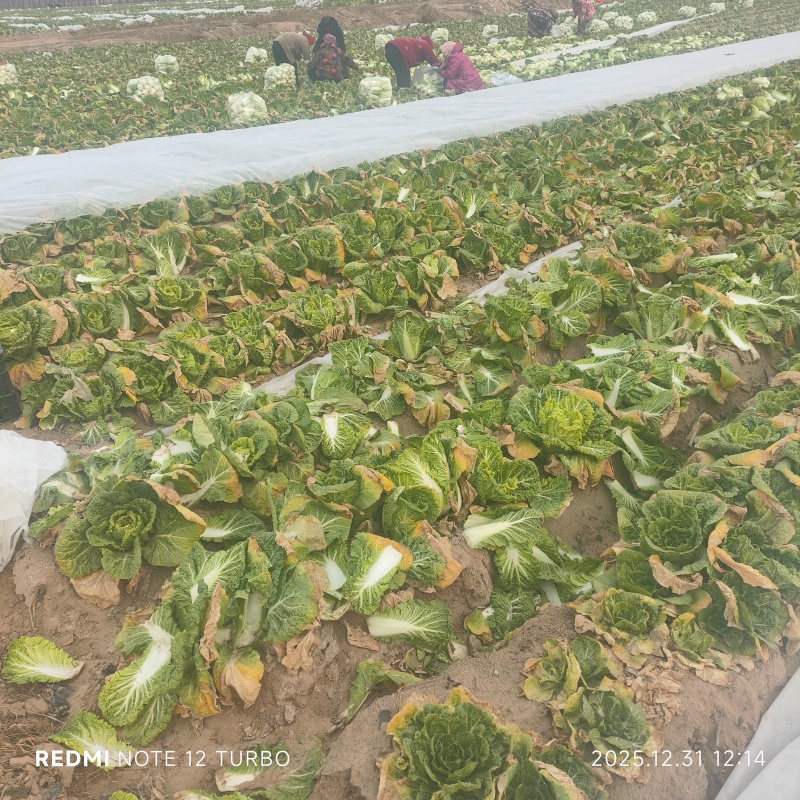 需要娃娃菜的看过来
