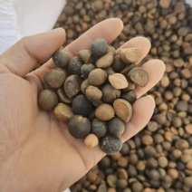山茶籽，保质保量，量大价优，产地直发，欢迎各位咨询
