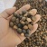 山茶籽，保质保量，量大价优，产地直发，欢迎各位咨询