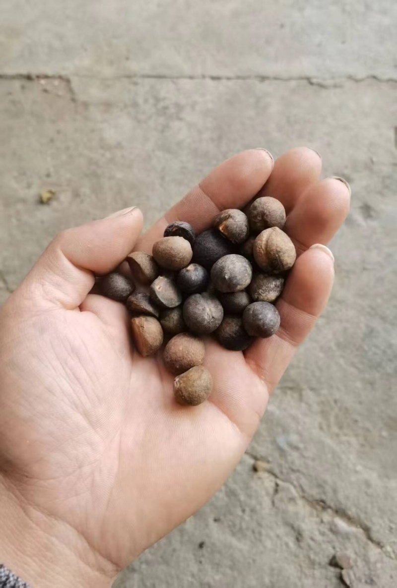 山茶籽，保质保量，量大价优，产地直发，欢迎各位咨询