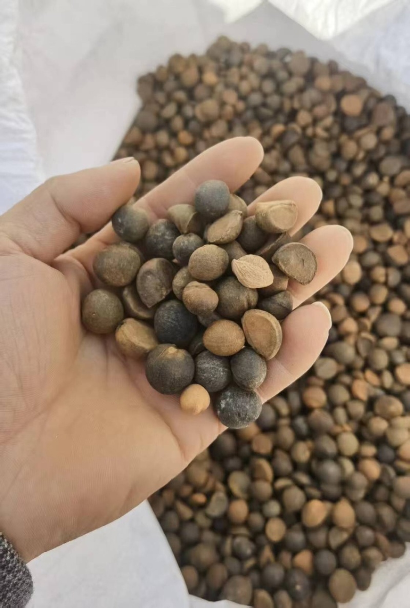 山茶籽，保质保量，量大价优，产地直发，欢迎各位咨询