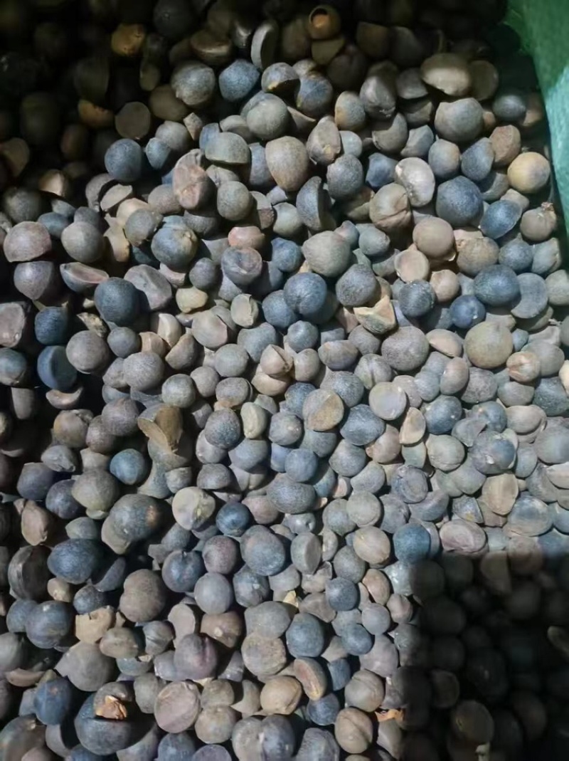 山茶籽，保质保量，量大价优，产地直发，欢迎各位咨询