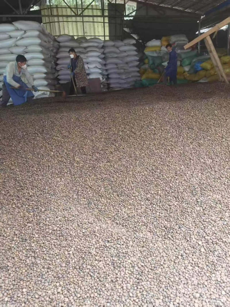 山茶籽，保质保量，量大价优，产地直发，欢迎各位咨询