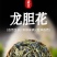 去根龙胆花大货批发