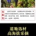 去根龙胆花大货批发