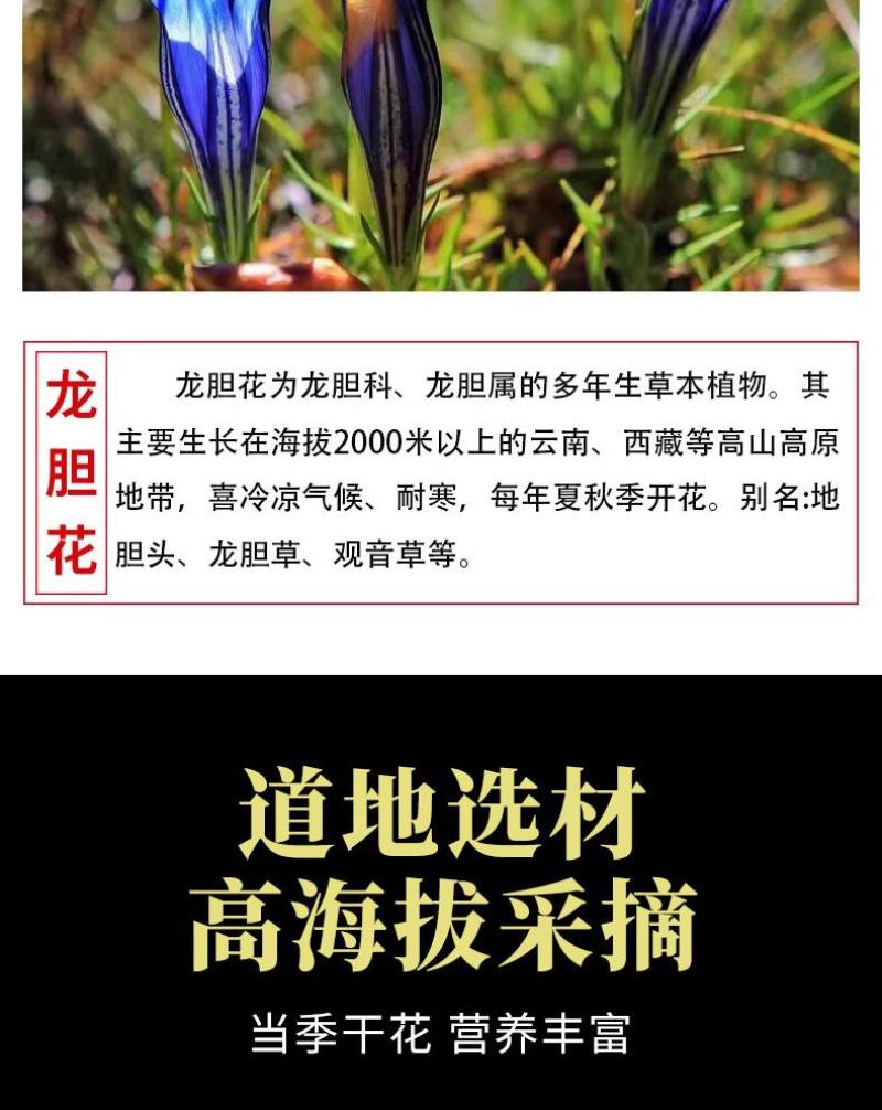 去根龙胆花大货批发