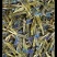 去根龙胆花大货批发