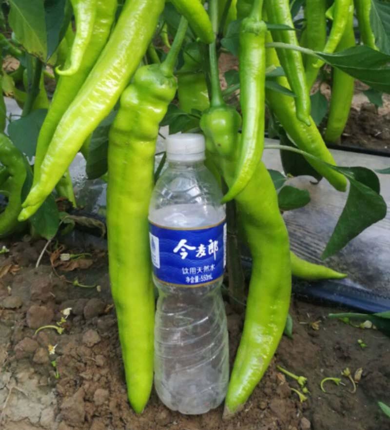 同乐壹号黄皮大椒黄皮尖椒种子