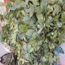 草珊瑚产地直供量大价优品质保证全国发货