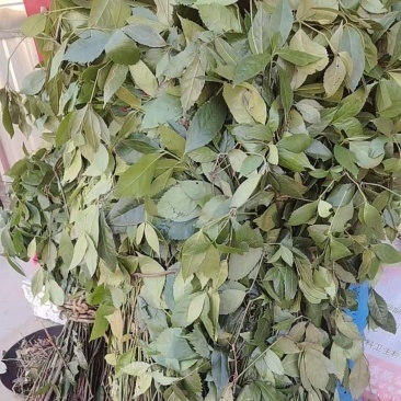 草珊瑚产地直供量大价优品质保证全国发货