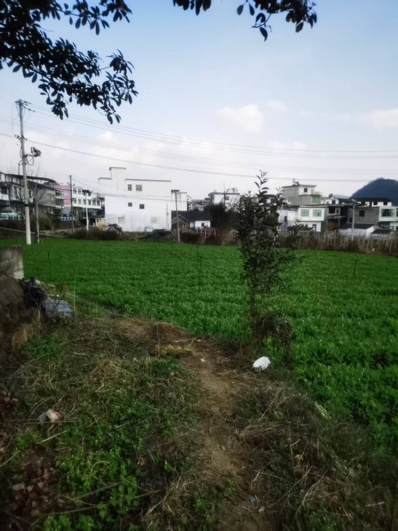 【全过发货】贵州六盘水农户一手精品豌豆苗量大可议价