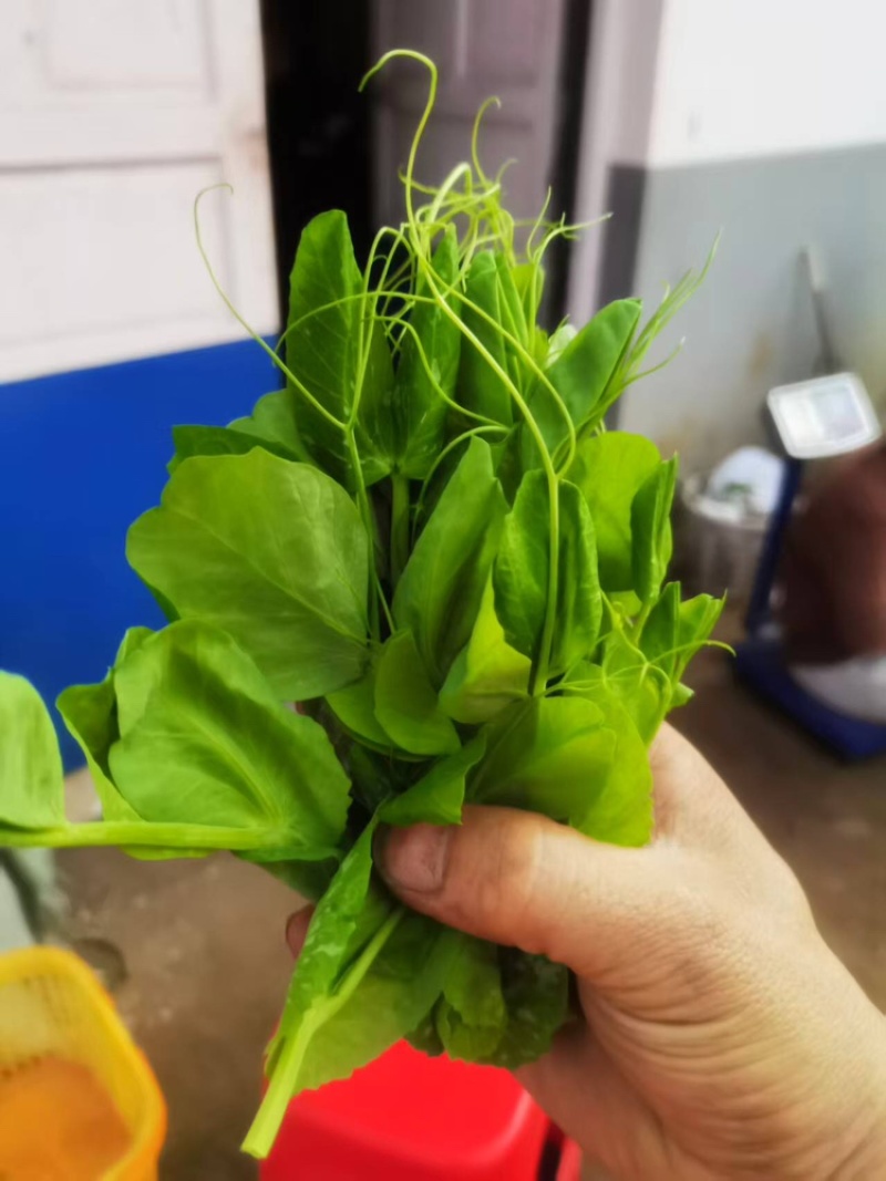 豌豆苗