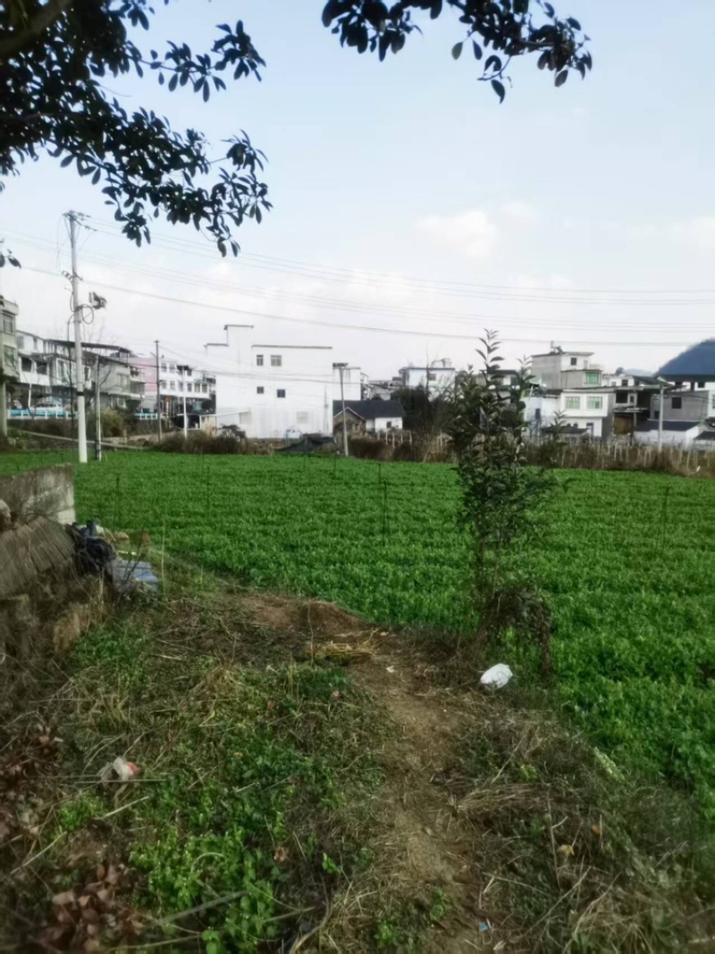 豌豆苗