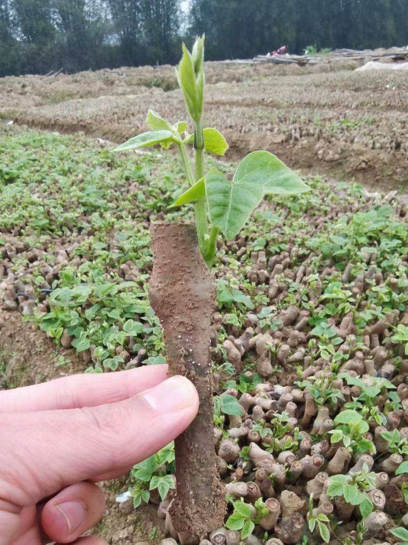 大量供应葛根种苗，葛根苗全程技术指导，包回收欢迎来电