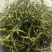中叶化石草