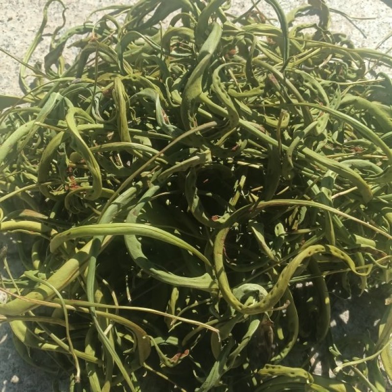 中叶化石草