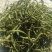 中叶化石草