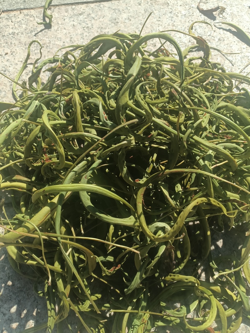 中叶化石草