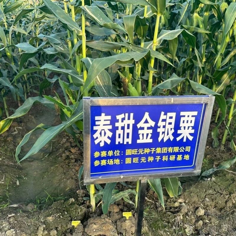 泰甜金银粟玉米种子皮薄无渣水果玉米种子含糖高双色水果玉米