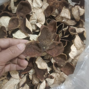 广西浦北陈皮冬后大红皮3年老陈皮