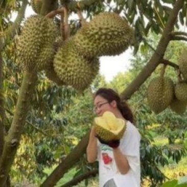 金枕榴莲一手批发价格，A果保5房，坏果包赔