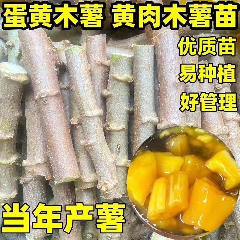 【无毒易成活】正宗广西华南九号黄心木薯苗优选9号黄肉木薯