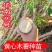 【无毒易成活】正宗广西华南九号黄心木薯苗优选9号黄肉木薯