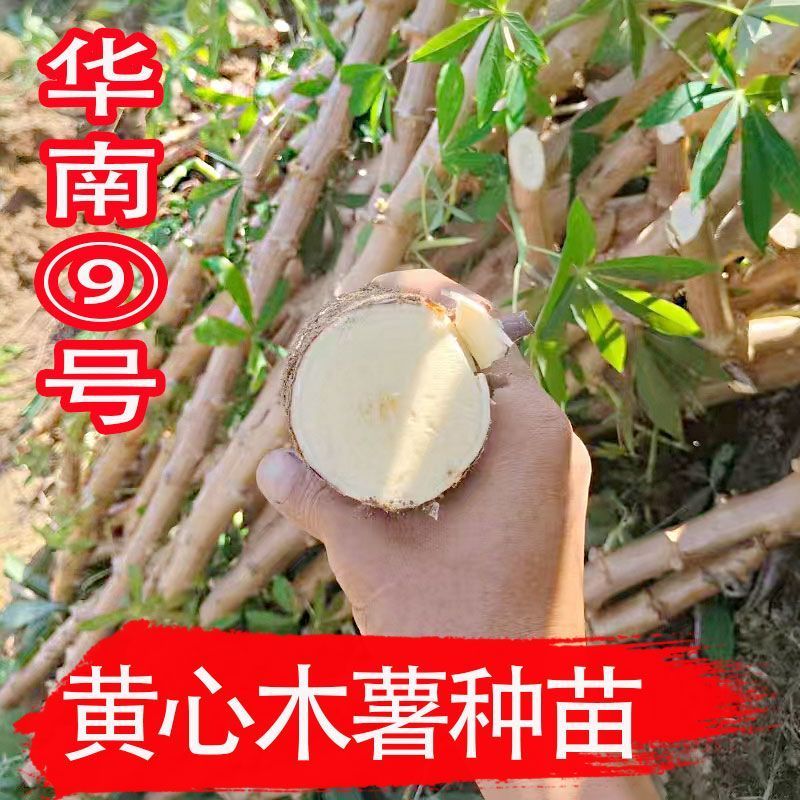 【无毒易成活】正宗广西华南九号黄心木薯苗优选9号黄肉木薯