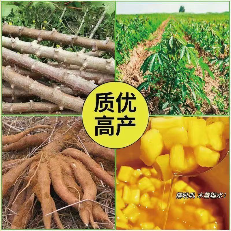 华南9号黄心食用木薯种新鲜糖水店同款高产正宗广西黄心木薯