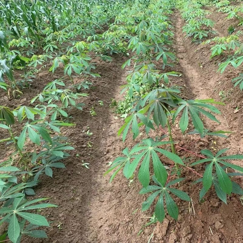 华南9号黄心食用木薯种新鲜糖水店同款高产正宗广西黄心木薯