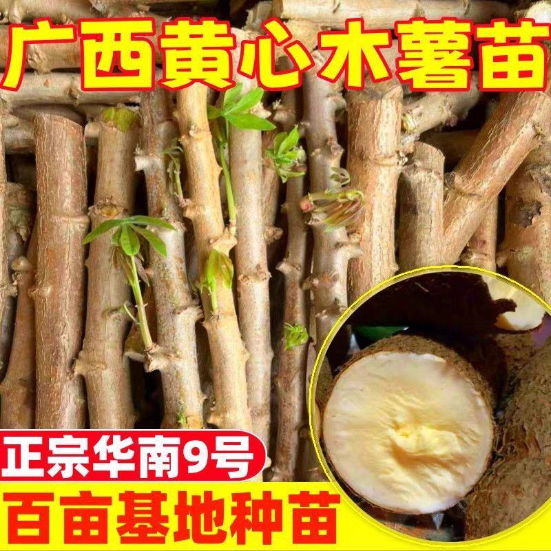 黄心黄肉木薯苗华南九号木薯苗广西易活高产木薯苗