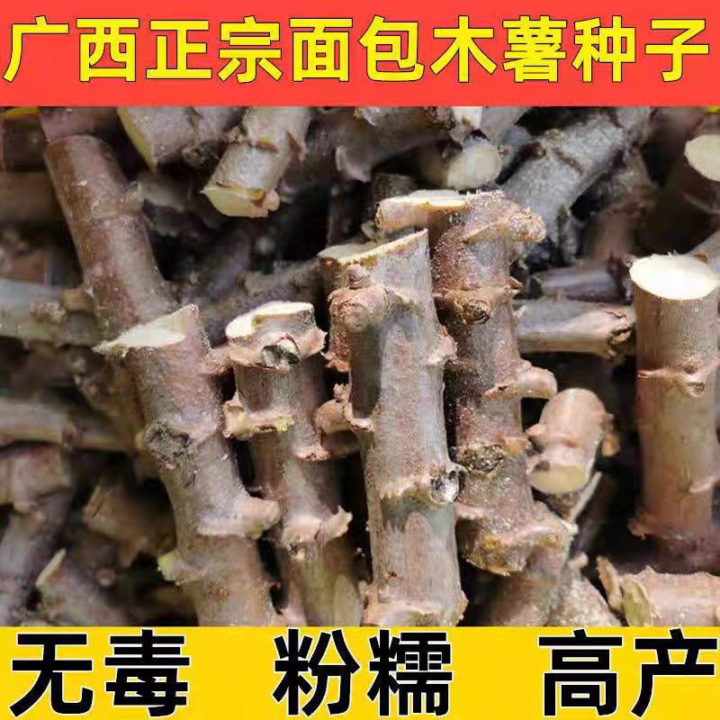黄心黄肉木薯苗华南九号木薯苗广西易活高产木薯苗