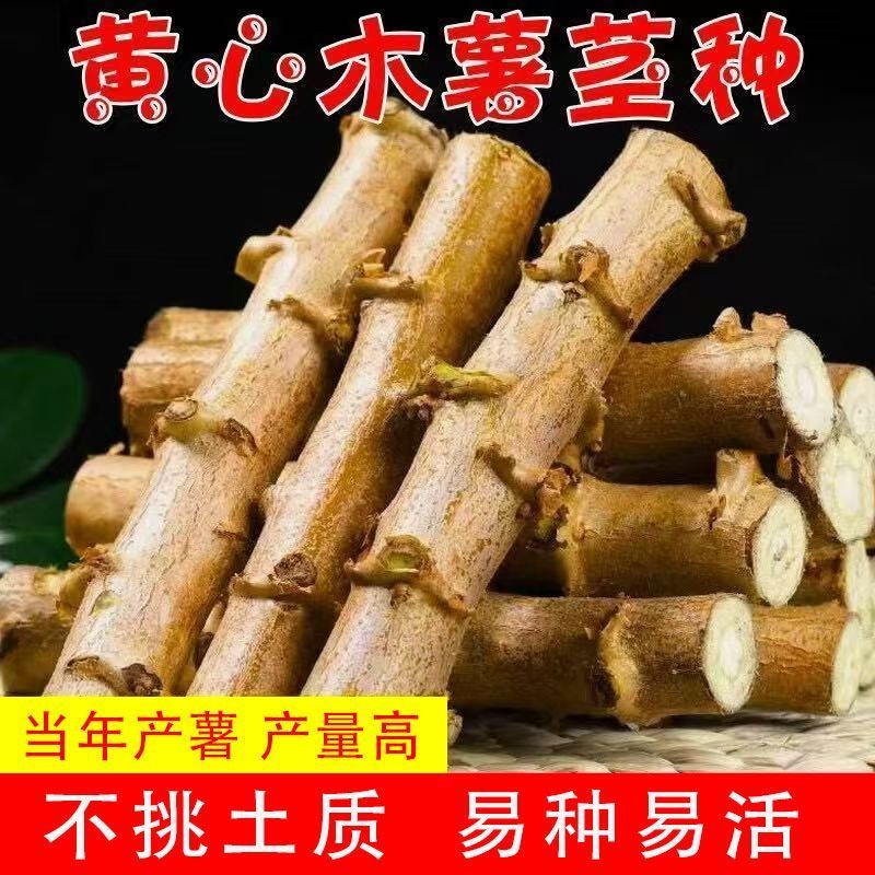 黄心黄肉木薯苗华南九号木薯苗广西易活高产木薯苗