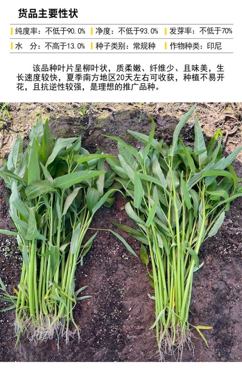 【热卖】柳叶骨叶三叉空心菜种子500克欢迎电联