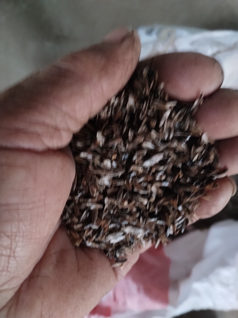 枫香种子产地江西省樟树市量大发货全年供货